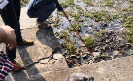 lake-cleaning