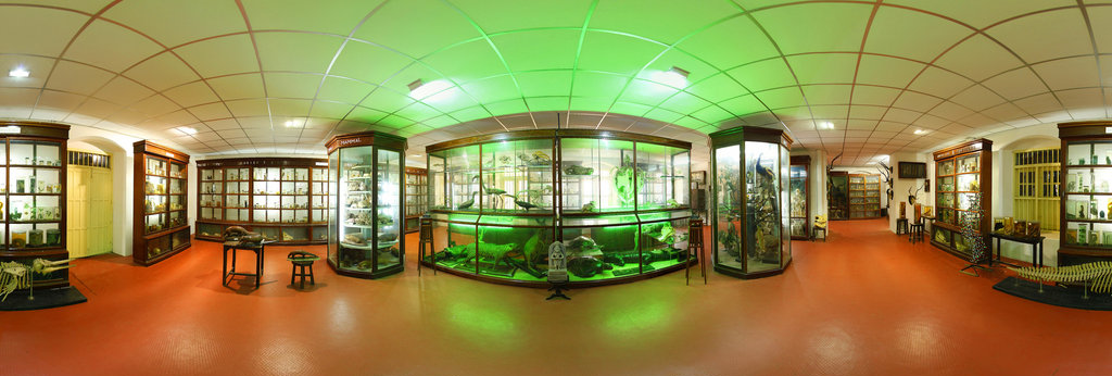 Fr. Gabriel Zoology Museum