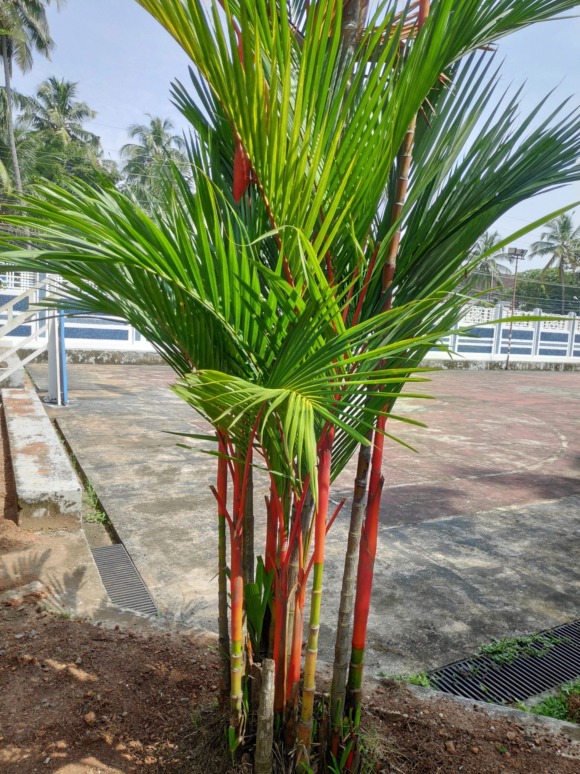 Red sales palm tree