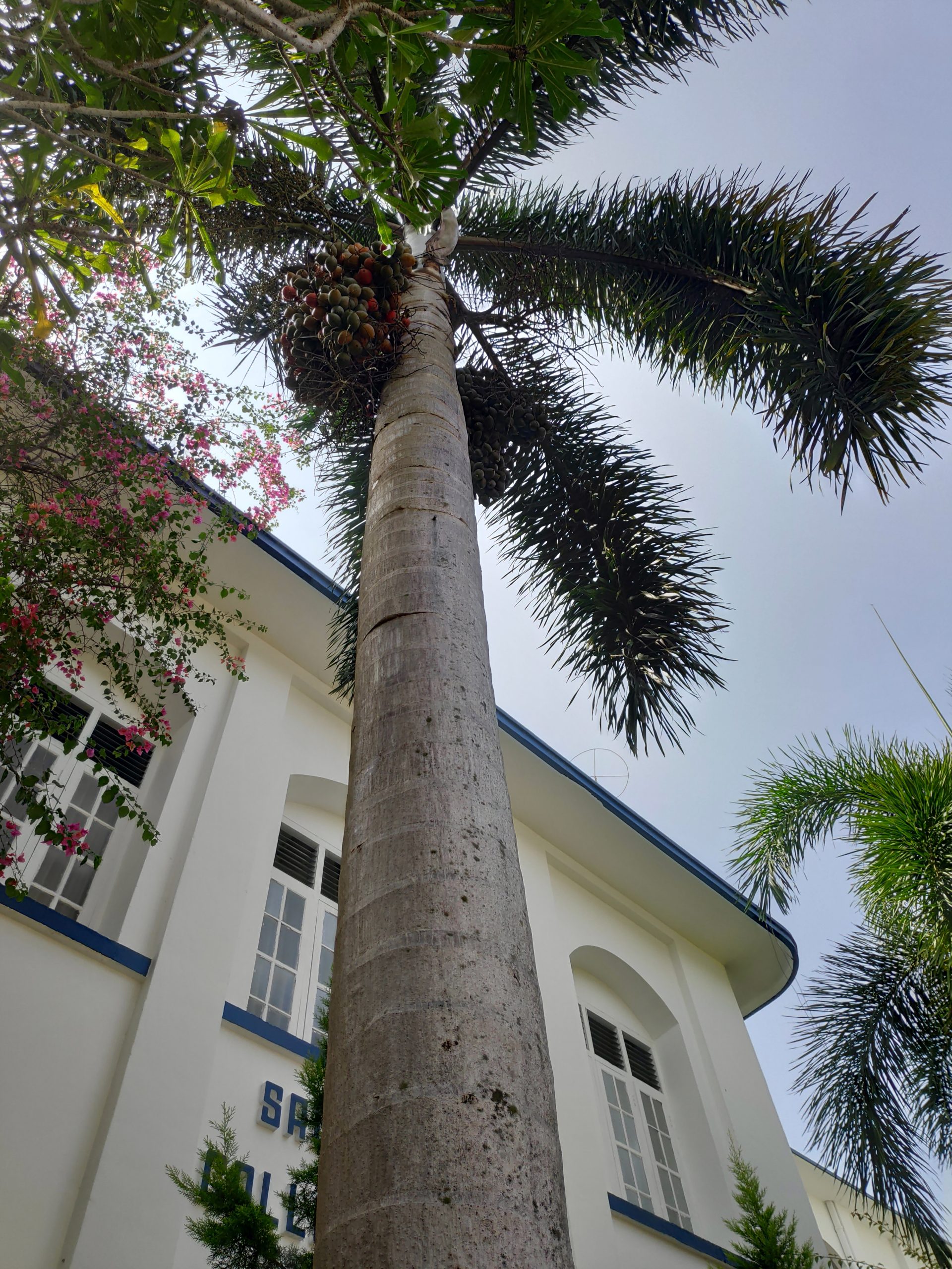 plant