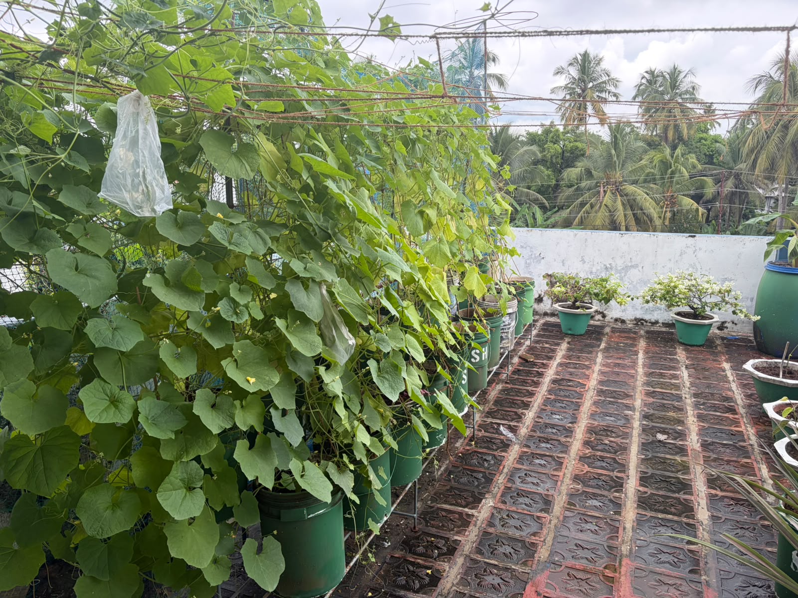 Sacred Heart College Promotes Sustainable Living Through Terrace Farming (1)