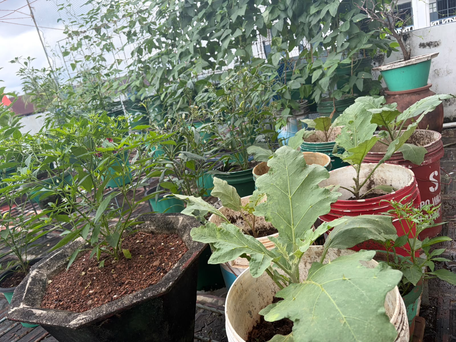 Sacred Heart College Promotes Sustainable Living Through Terrace Farming (2)