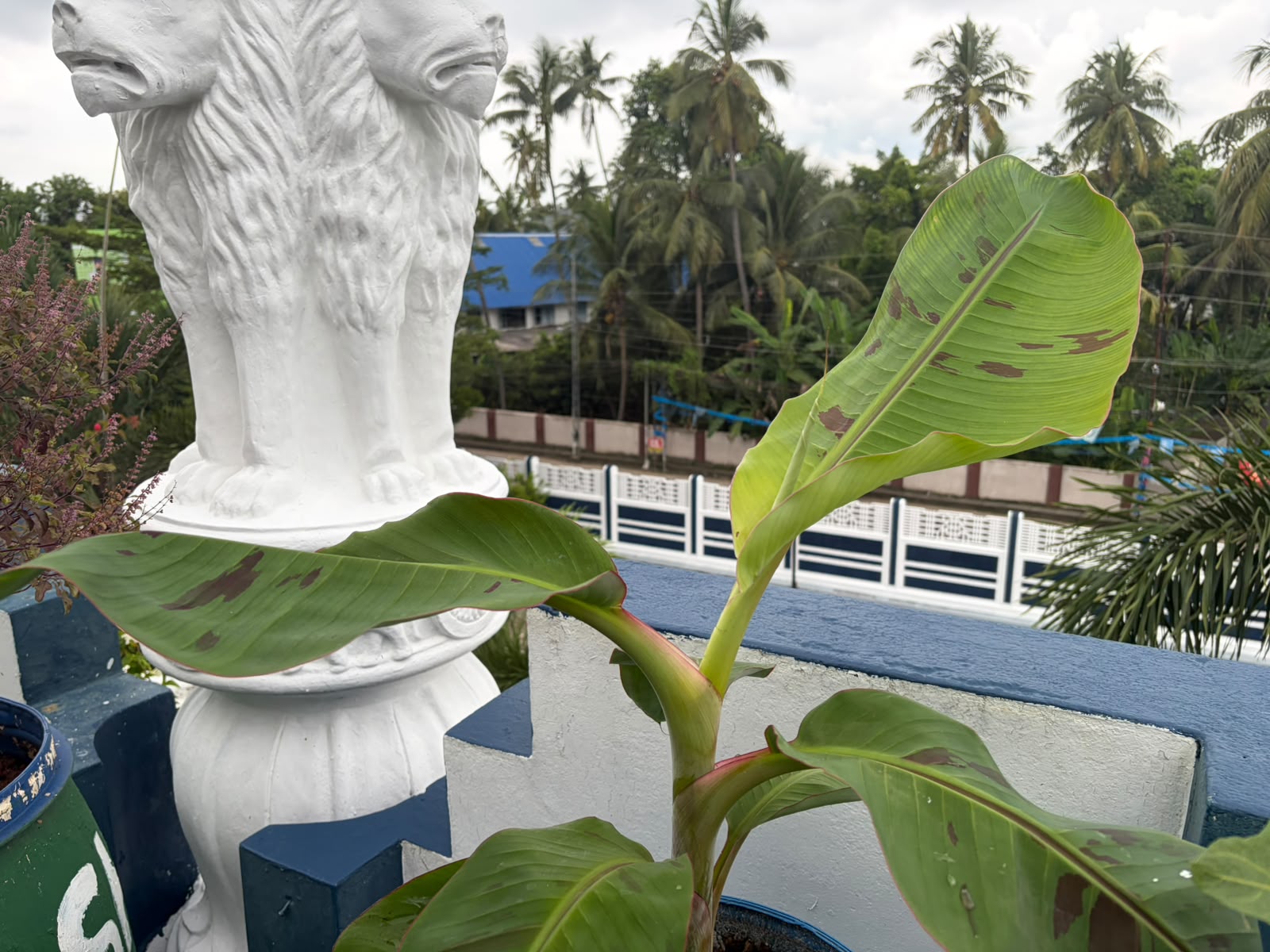 Sacred Heart College Promotes Sustainable Living Through Terrace Farming (3)