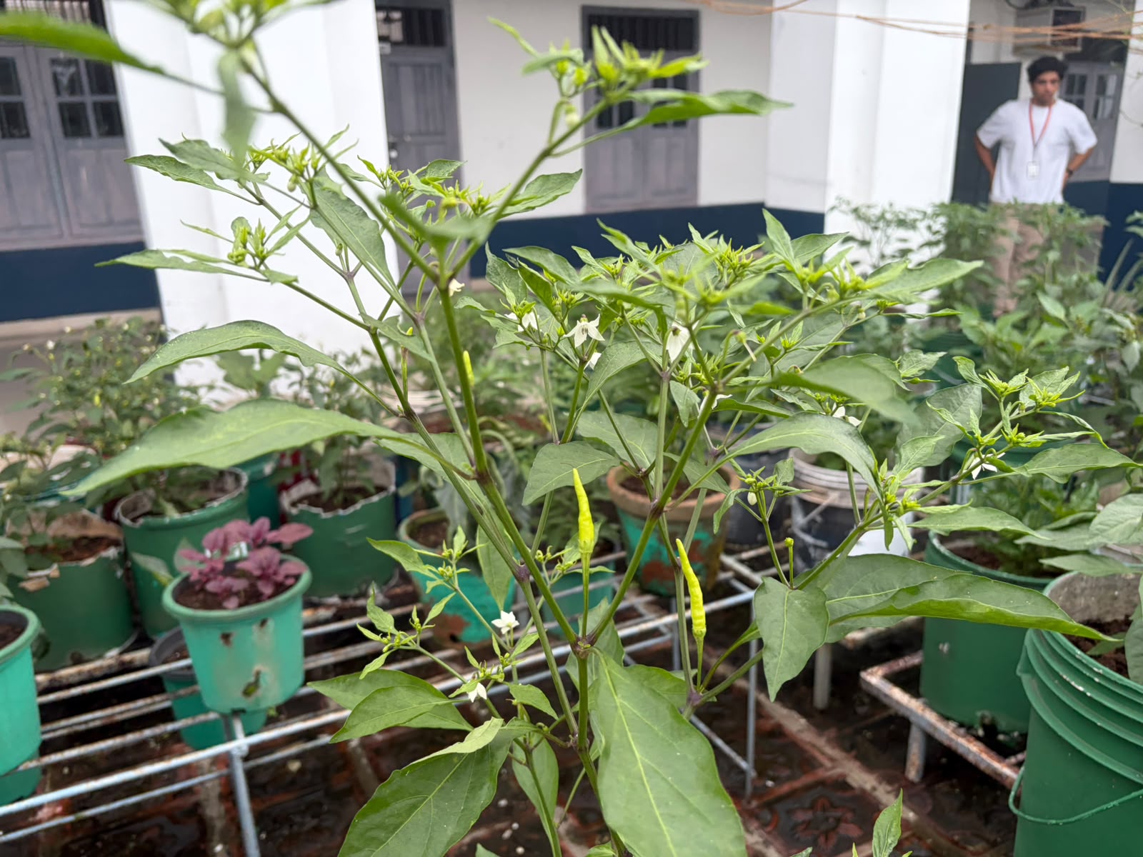Sacred Heart College Promotes Sustainable Living Through Terrace Farming (4)