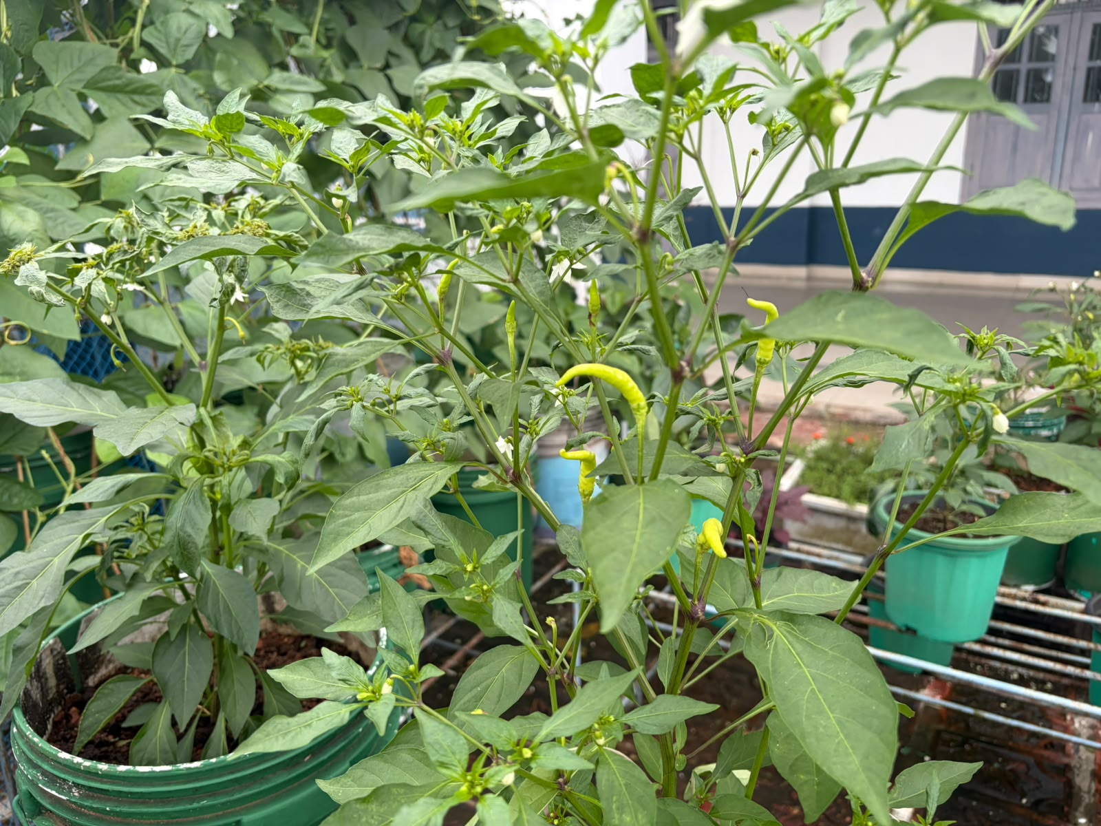 Sacred Heart College Promotes Sustainable Living Through Terrace Farming (5)