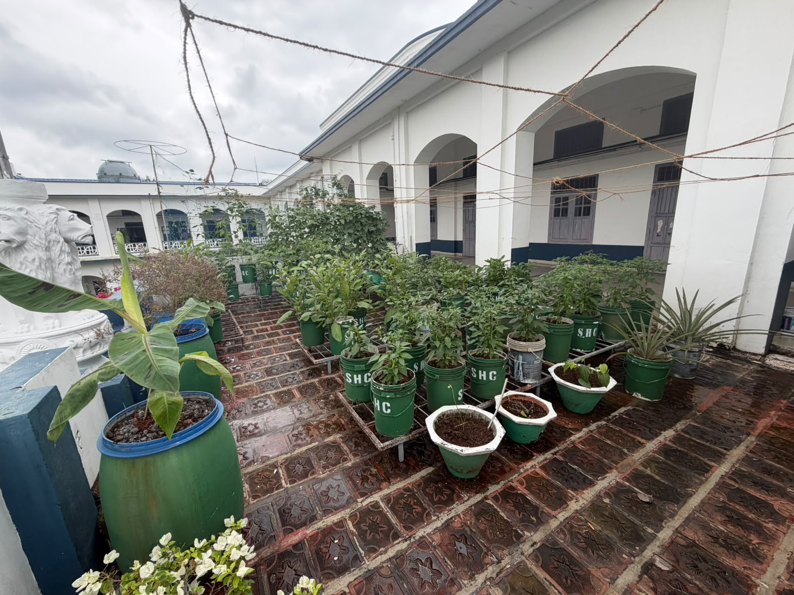 Sacred Heart College Promotes Sustainable Living Through Terrace Farming (7)