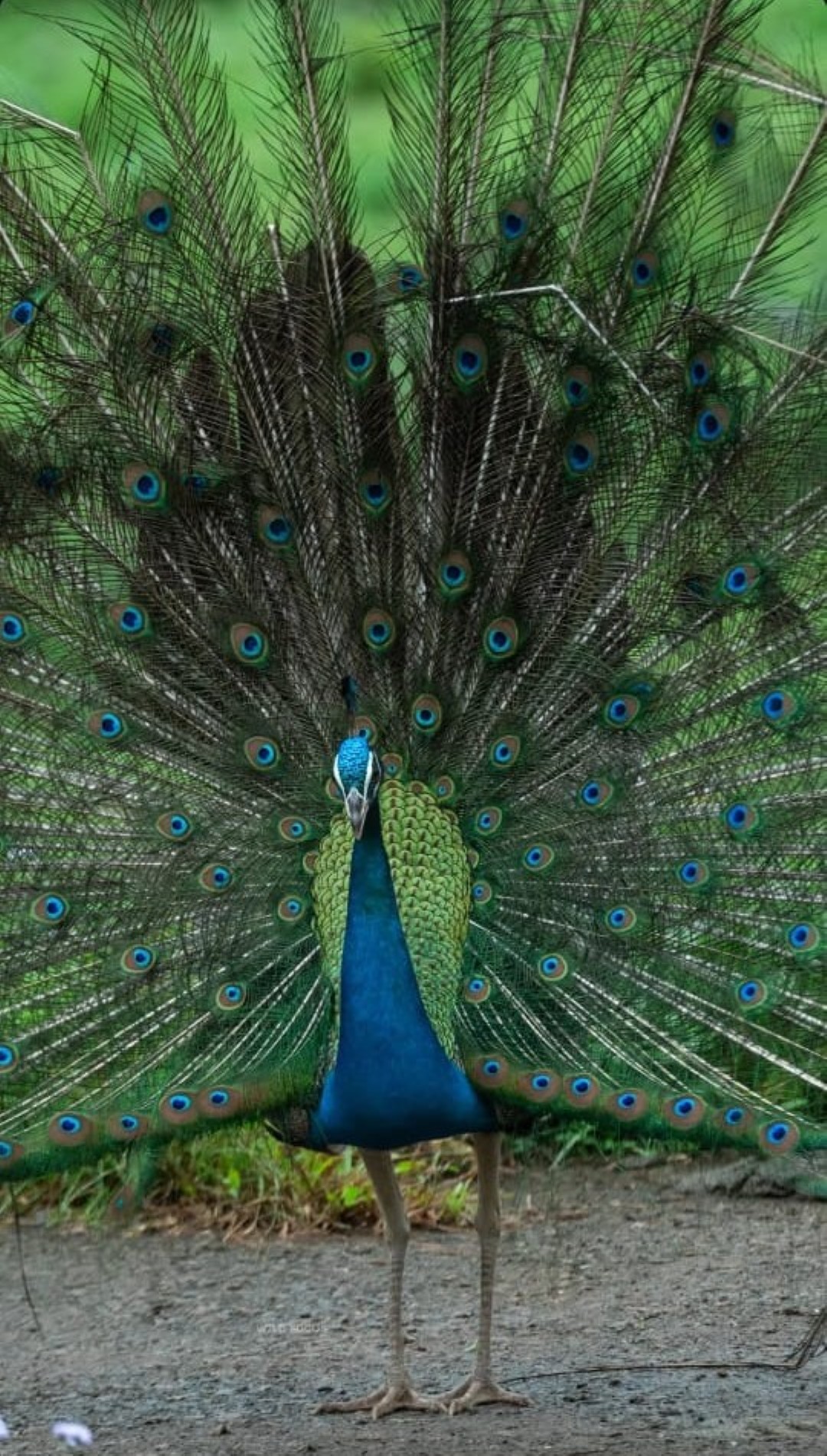 Zoology Nature Camp for Minor Students (1)