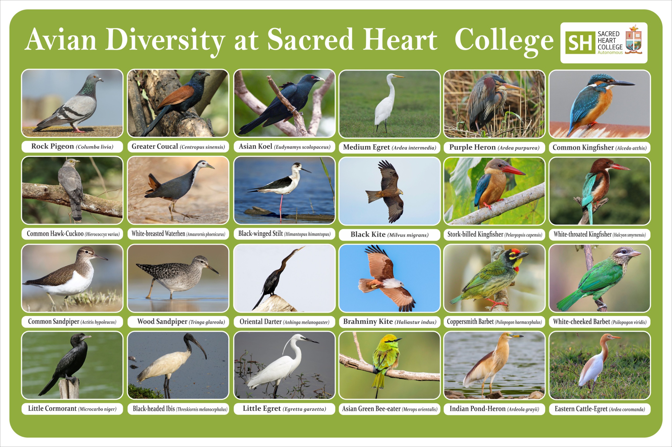 the bird count (1)