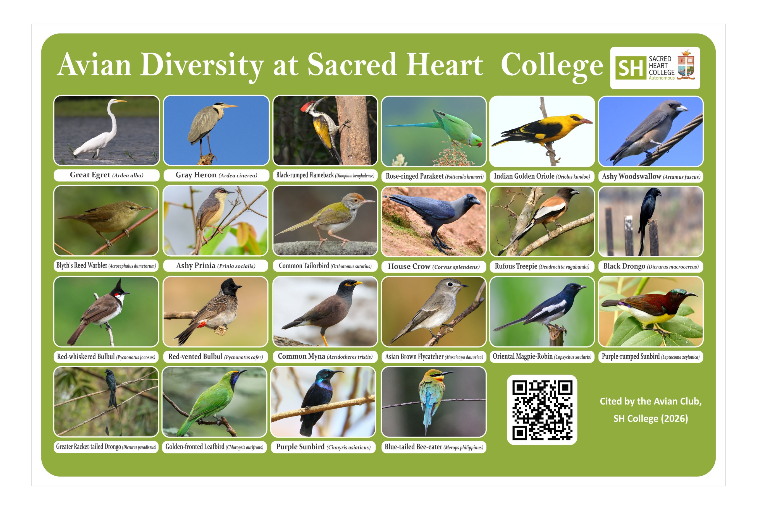 the bird count (2)